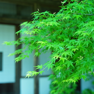 爽やかな季節の紅葉狩り。福岡・佐賀・長崎の「青もみじ」スポット