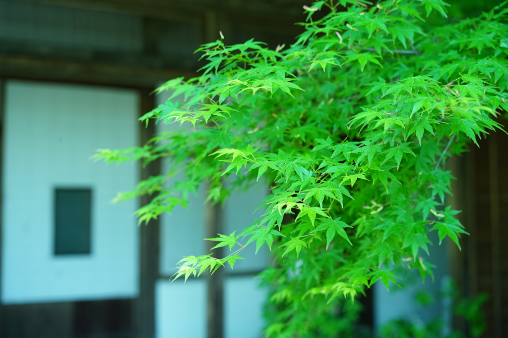 爽やかな季節の紅葉狩り。福岡・佐賀・長崎の「青もみじ」スポット