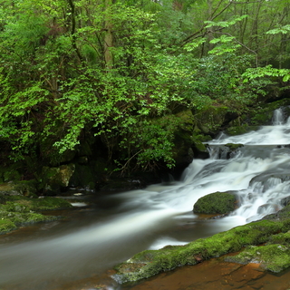 思わず深呼吸したくなる。美しい森の緑に魅せられて…「京都府」森林浴スポット