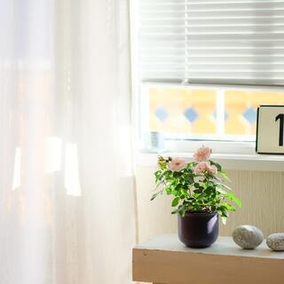 ゆるい気分で心穏やかに。何気ない日常を描いたほのぼのとする映画5選