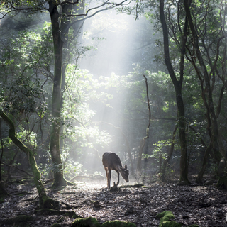 心地よい空気に包まれて心身をリフレッシュ！《奈良県》森林浴スポット