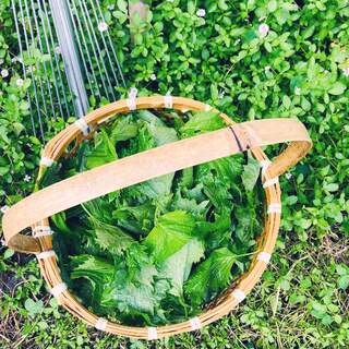 体にうれしい＆美味しさもプラス！「日本のハーブ」を生活に取り入れよう