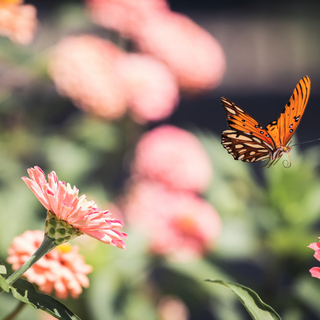 花や自然に癒されて＊ガーデン風景が美しい「花」が印象的な映画