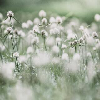 ときには逃げ出してもいい。頑張り続けるあなたへ贈る、癒しと許しの言葉