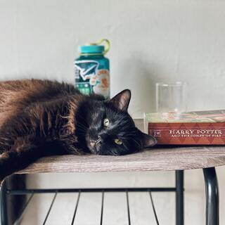 だいすきな猫を読む。気まぐれな猫たちにまつわる「小説」8選