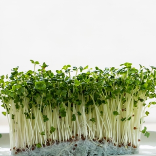 お料理に彩りと栄養をプラス【ブロッコリースプラウト】のレシピ