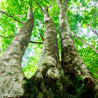 ざわつく心もきっと穏やかに。『兵庫県』森林浴スポット4選
