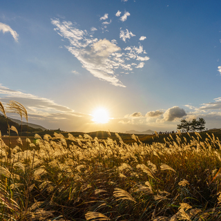 日本の原風景に魅せられて＊奈良県・曽爾村のみどころ