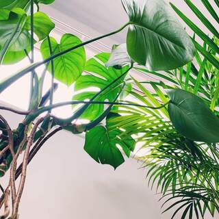 深呼吸したくなるお部屋に＊空気をキレイにする植物「エコ・プラント」を育てよう