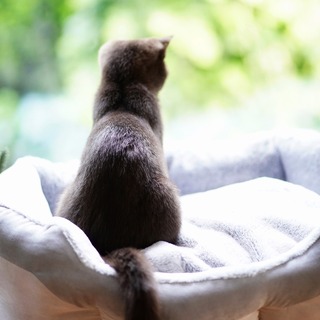 大切なペットを守りたいから。「侵入・落下・脱走防止」のためにしたいこと