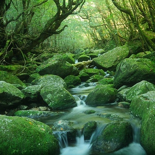 壮大な自然が美しい「屋久島」へ。縄文杉だけじゃない魅力をご紹介