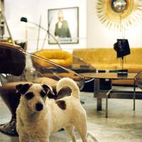 愛犬といっしょにお出かけしよう 犬連れにおすすめのスポット関東近郊編 キナリノ