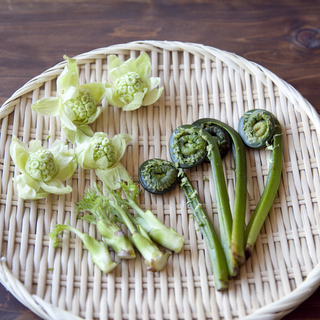 春の体においしい苦み。旬の「山菜」レシピを楽しもう