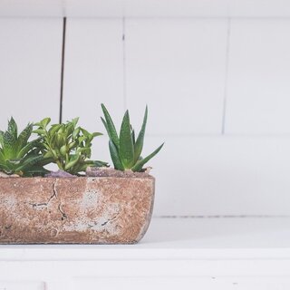 グリーンの癒しが暮らしに役立つ。美容と健康にうれしい「アロエ」のこと