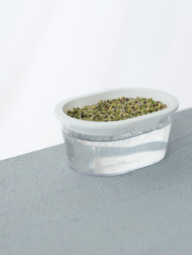 毎日の楽しみが増える 準備いらずの簡単栽培キット15選 キナリノ