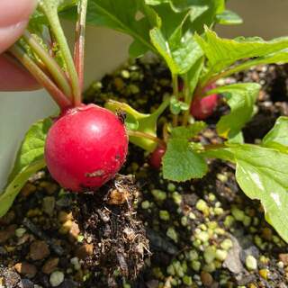 植えたらすぐ収穫♪今年こそ始めたい“1ヵ月で収穫できる”簡単「野菜」作り