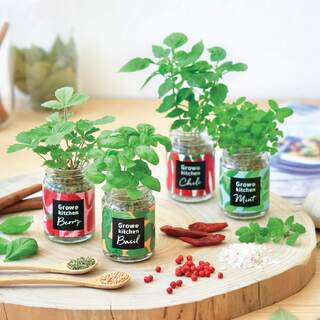 初心者向けのキッチン菜園。夏に美味しい「薬味野菜」を育てよう♪