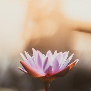 こころを整えるために。暮らしに取り入れたい「仏の言葉」