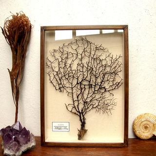 海からの贈り物。自然が作る芸術「ウミウチワ」でおうちを素敵に飾ろう