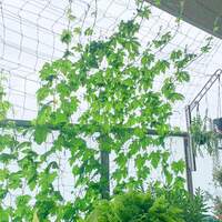 苗から始めるグリーンカーテン おすすめ植物8種と作り方 キナリノ