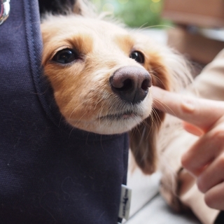 『ペットキャリー』で気軽にお出かけ♪用途に合った賢い選び方とおすすめ13選