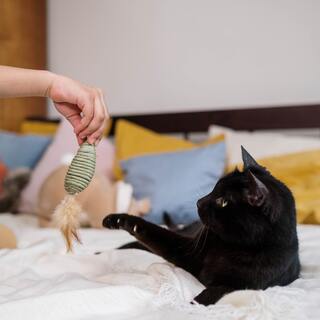 愛する“家族”のために選びたい。こだわりの「自然派ペット用品」11選