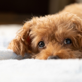 人気の【ペットカメラ】6選～買ってよかった、後悔しない選び方