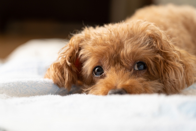 人気の【ペットカメラ】6選~買ってよかった、後悔しない選び方 | キナリノのアイキャッチ画像