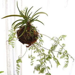 もふもふ、ころりん。愛らしい「苔玉（こけだま）」をおうちに迎えよう♪