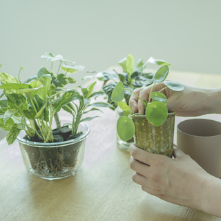 新しい1年のお供に迎えたい。水だけで育つ、おしゃれなグリーン
