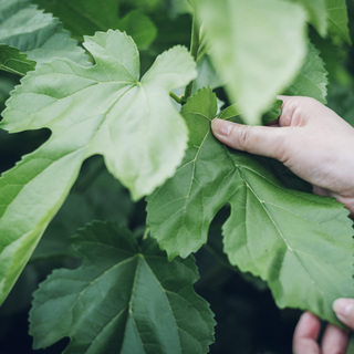 最近疲れてない？植物の力を借りて、心と身体をいたわろう