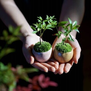 女性におすすめ『ミニ盆栽』で部屋に彩りを。育て方＆おすすめ種
