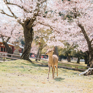 寺社・カフェ巡りに自然散策…。春のお出かけガイド【奈良編】