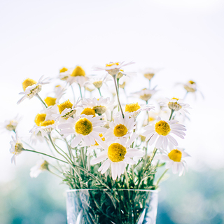 やさしいつけ心地で安心感を。体にフィットする、コットンナプキン