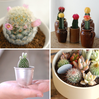 疲れた心が癒やされる。サボテンのある暮らしを始めよう