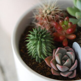 初めての【多肉植物】ライフ。上手な育て方&植え替え方法