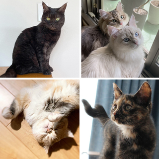 【キニャリノねこ部】スタッフ宅の可愛い猫をご紹介！