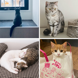 【キニャリノねこ部】ストアスタッフ宅の可愛い猫をご紹介！