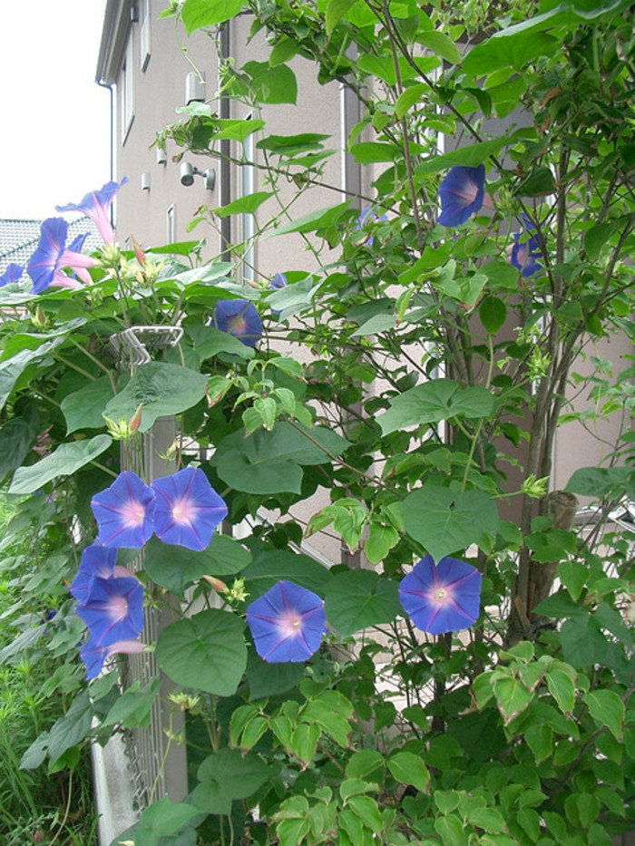 今年の夏は朝顔でグリーンカーテン！育て方のコツとポイント | キナリノ