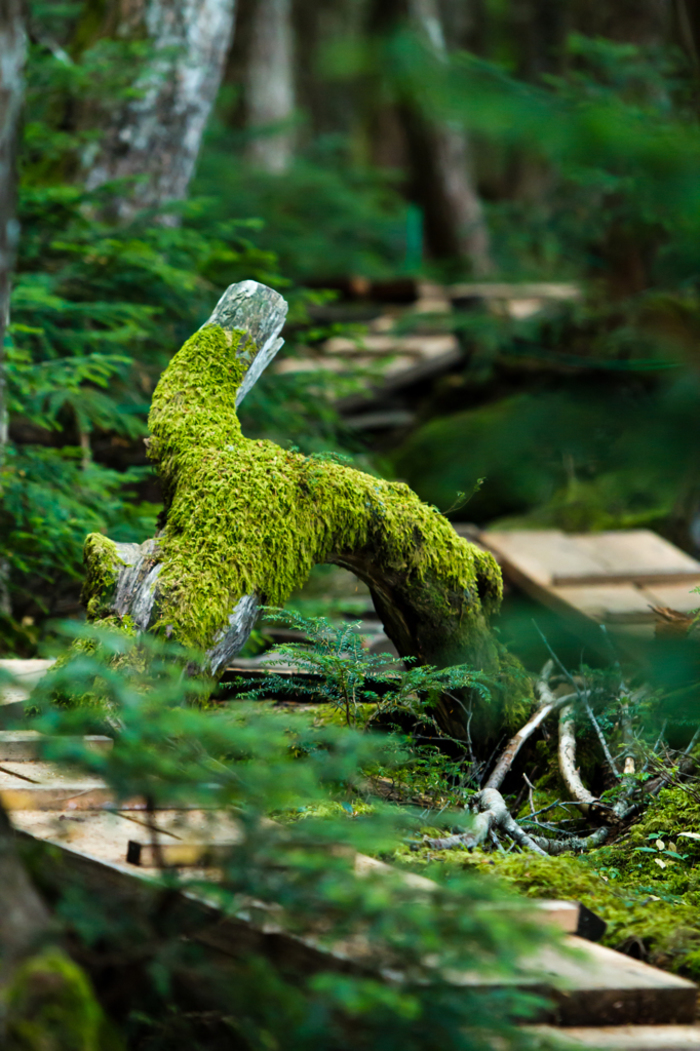 幻想的で美しい苔の森へ。「日本の貴重なコケの森」に選定された苔