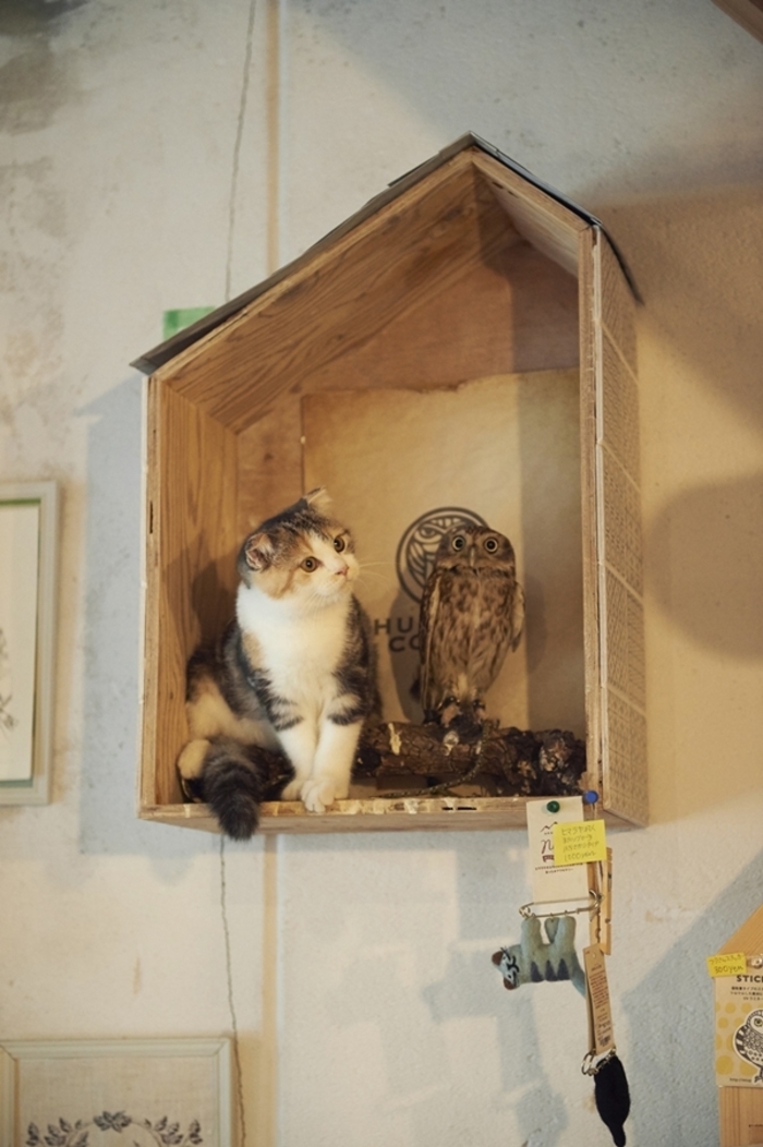 もふもふコンビに癒される。ふくろう＆猫カフェ「HUKULOU COFFEE