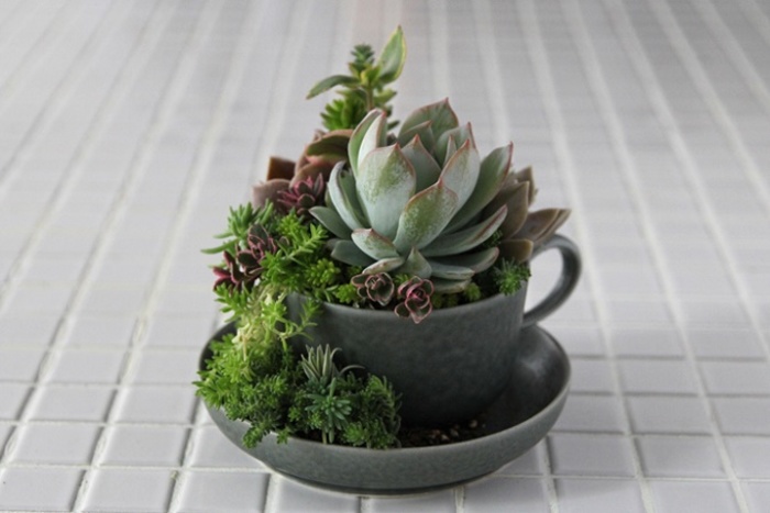 多肉植物に魔法をかけて♪アートな寄せ植えアレンジ『TOKIIRO』の世界