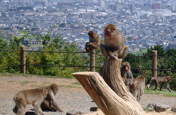 岩田山にある広大な敷地面積を誇る「野猿公園」では、野生のニホンザルの群れを間近で観ることができる他、京都市街地が一望でき、紅葉も見事。