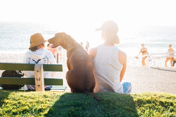 公園や海、山ならば愛犬とのびのび遊ぶことができます。