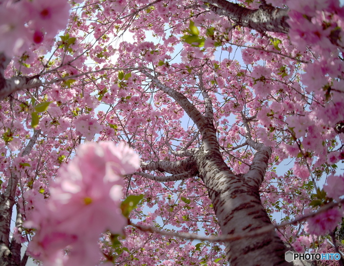 日帰りで癒しのプチトリップを♪ 関東近郊の【花】絶景スポット集め