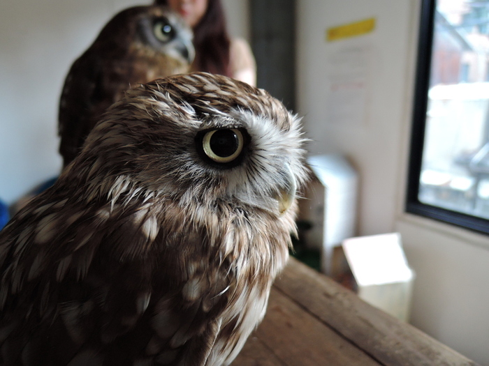 もふもふコンビに癒される。ふくろう＆猫カフェ「HUKULOU COFFEE