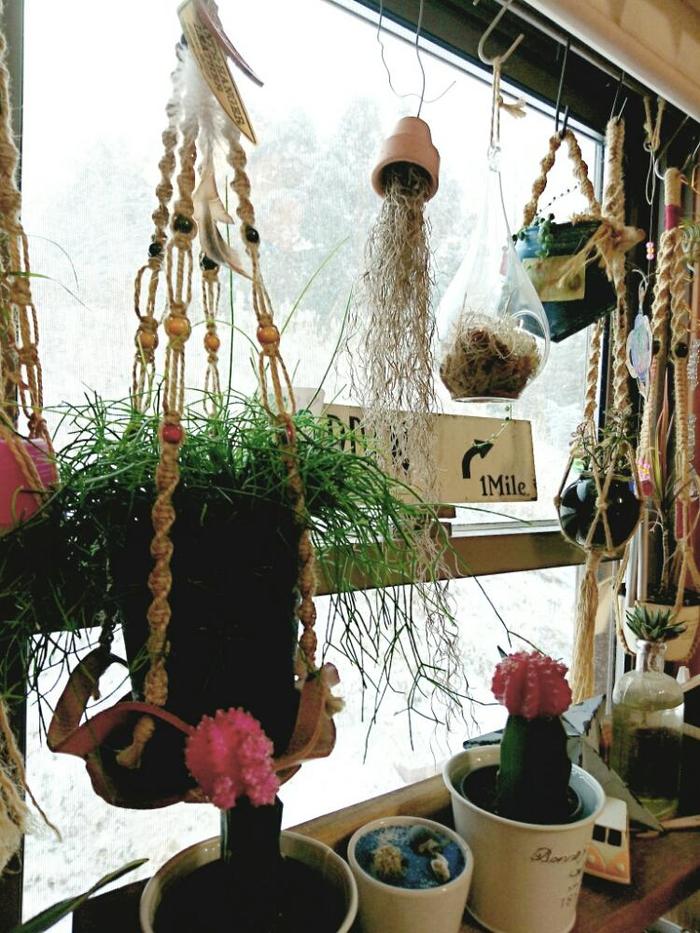 吊るして楽しむ」植物がトレンド！すぐできるハンギングプランツの素敵