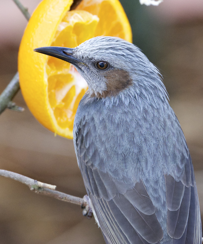 身近な鳥のモチーフで暮らしに彩りを。知るほどに好きになる野鳥の雑貨  