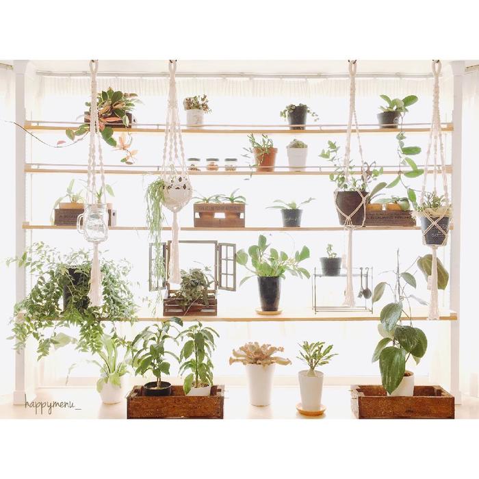 お部屋の一角を植物園に。自分好みに観葉植物を飾ろう♪ | キナリノ