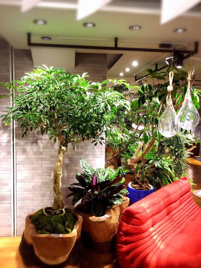 SOLSO FARM購入 植木鉢　室内 SOLSO FARM購入 植木鉢 室内 インテリア